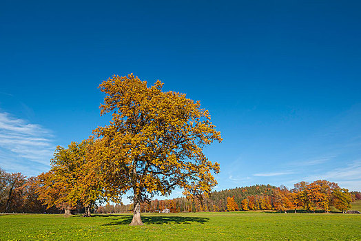 秋天,橡树,栎属,上巴伐利亚,巴伐利亚,德国,欧洲