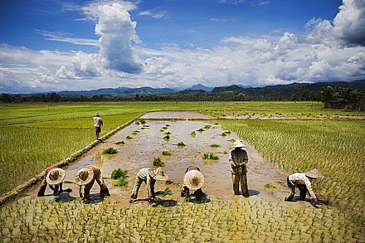 工人,稻田,西部,苏门答腊岛,印度尼西亚