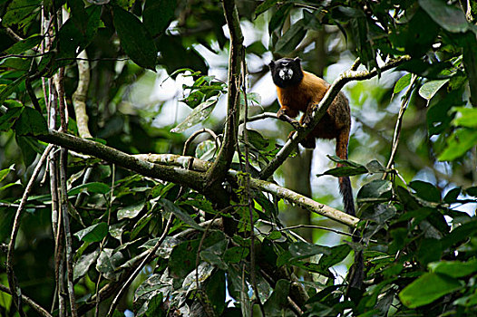 树荫,国家公园,亚马逊河,厄瓜多尔