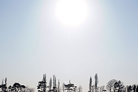 风景,树,下面,鲜明,阳光,英格兰