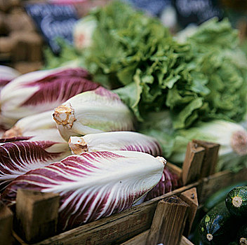 品种,莴苣,市场