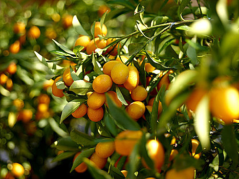 科孚岛,金橘,树