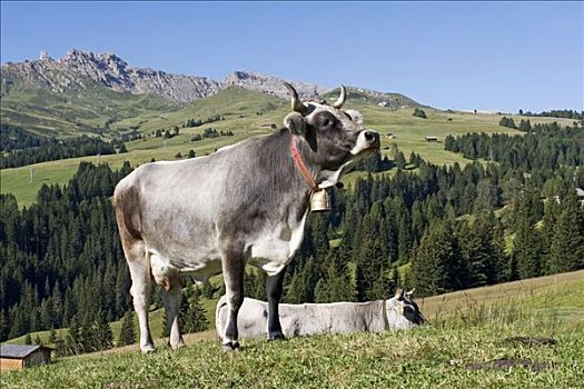 母牛,草地,南蒂罗尔,意大利