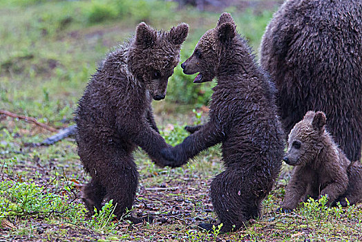 棕熊,熊,小动物,玩