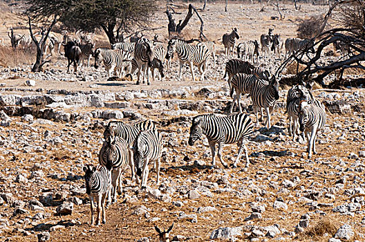 白氏斑马,斑马,埃托沙国家公园,纳米比亚