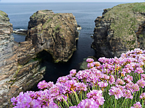 海石竹,花,奥克尼群岛,苏格兰,大幅,尺寸