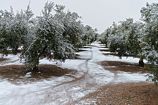 橄榄树,雪中