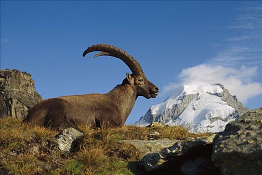 阿尔卑斯野山羊,羱羊,阿尔卑斯山,背景,欧洲