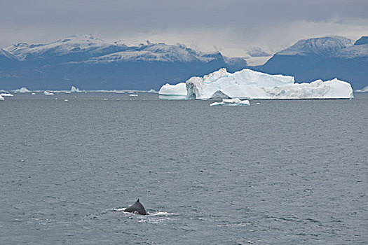 格陵兰,半岛,迪斯科湾,靠近,驼背鲸,大翅鲸属,鲸鱼
