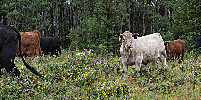 牛,放牧,地点,冰川国家公园,冰河,蒙大拿,美国