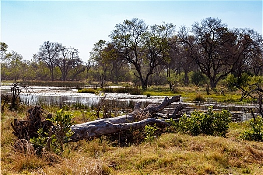 风景,奥卡万戈河,湿地