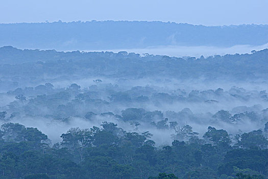 雾气,上方,热带雨林,喀麦隆
