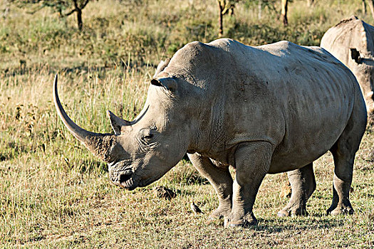 白犀牛,白犀,纳库鲁湖国家公园,肯尼亚,非洲