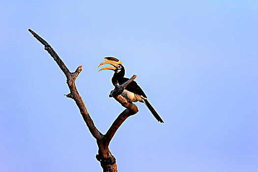 犀鸟,成年,暸望,叫,国家公园,斯里兰卡,亚洲