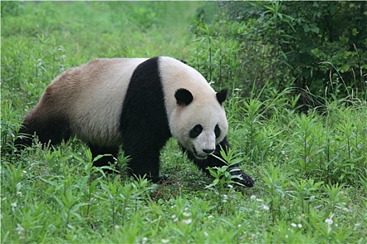 熊猫,大熊猫