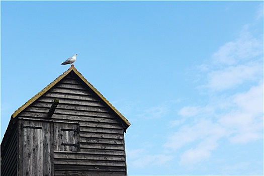 海鸥,屋顶,楔形板,捕鱼,小屋