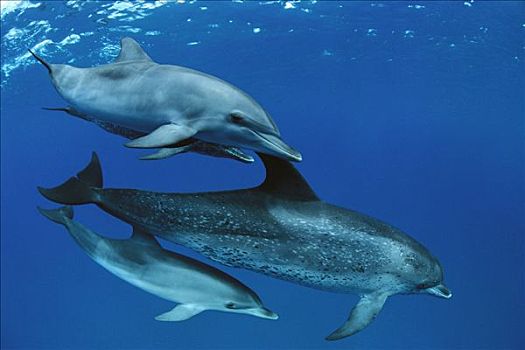 大西洋点斑原海豚,花斑原海豚,加勒比海
