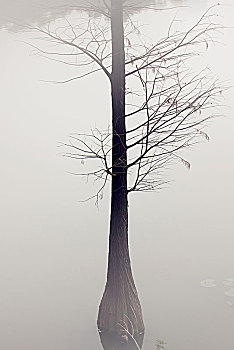 迷雾,树