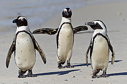 非洲企鹅,黑脚企鹅,漂石,生物群,开普敦,南非