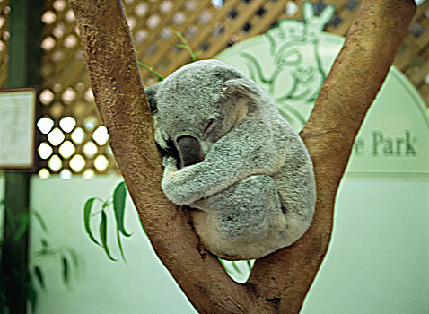 树袋熊,睡觉,树上,树干,悉尼,澳大利亚