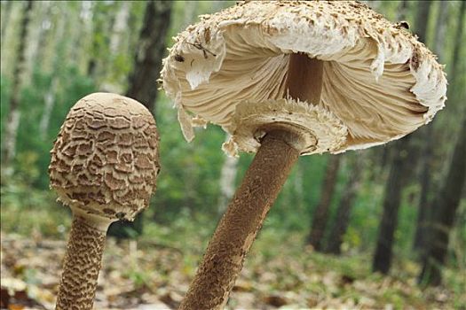 新鲜,伞状蘑菇,树林