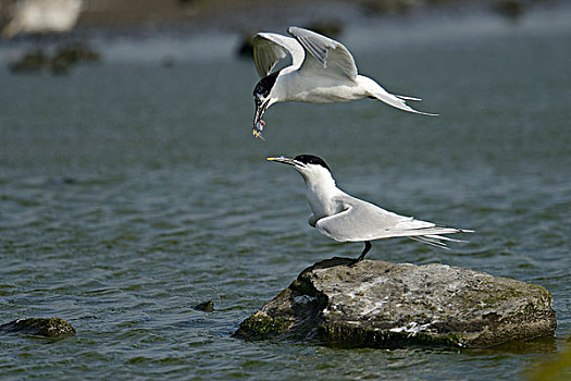 白嘴端燕鸥,白嘴端燕,递给,上方,鱼肉,伙伴,飞行,特塞尔,荷兰,欧洲