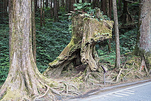 阿里山