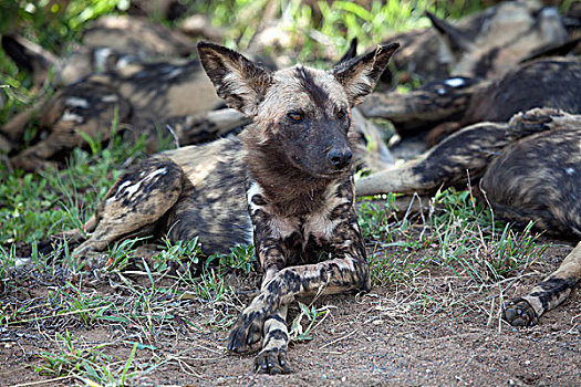 非洲野狗,非洲,涂绘,狗,非洲野犬属,休息,克鲁格国家公园,南非