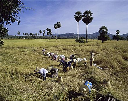 稻米,收获,普吉岛,泰国