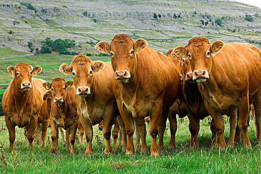 家牛,利莫辛,母牛,站立,石灰石,草场,英格兰,欧洲