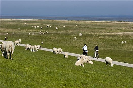 绵羊,堤岸,北海,背影,下萨克森,德国