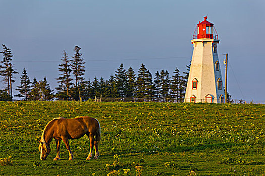 马,放牧,靠近,灯塔,爱德华王子岛,加拿大