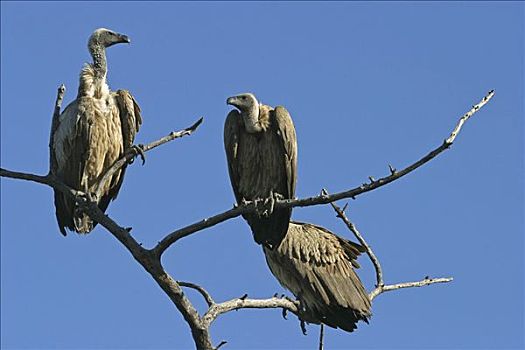 南非兀鹫,乔贝,河,国家公园,博茨瓦纳,非洲
