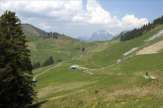 高山牧场,沃州,瑞士