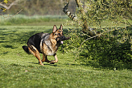 德国牧羊犬,狗,成年,跑,草坪,棍,木头,嘴