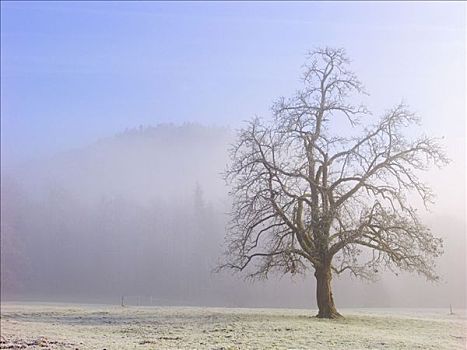 树,雾,奥地利