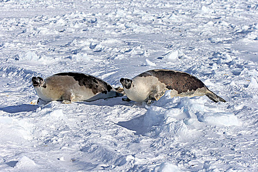 鞍纹海豹,海豹,两个,成年,雌性,浮冰,威胁,手势,马格达伦群岛,海湾,圣徒,魁北克,加拿大,北美