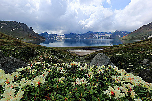 长白山高山杜鹃