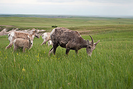 大角羊,羊羔,放牧,荒地国家公园,南达科他,美国