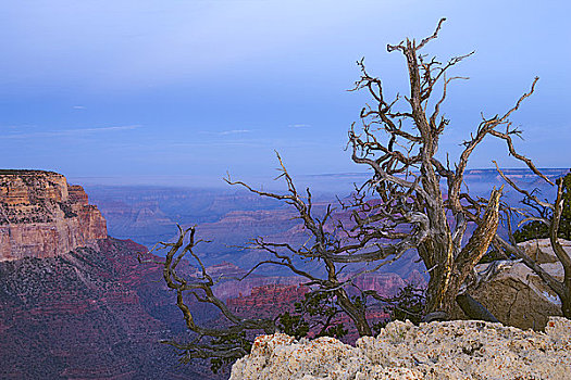 秃树,悬崖,南缘,大峡谷国家公园,亚利桑那,美国
