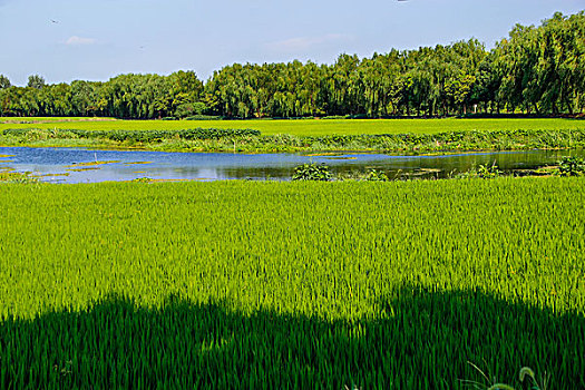 田园乡野