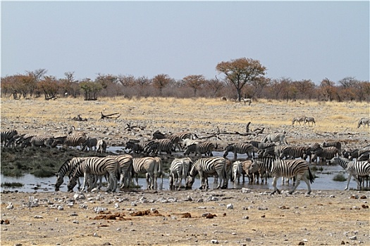 斑马,国家公园,纳米比亚