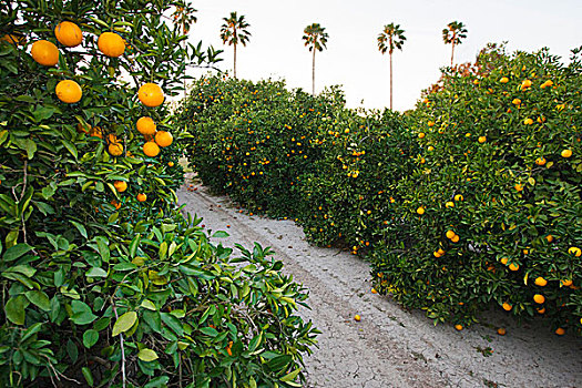 橘树,小树林,德克萨斯,冬天