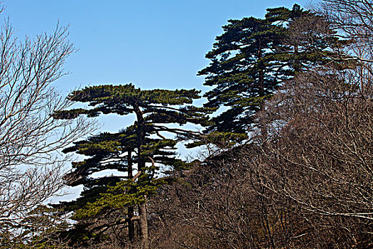 黄山,奇松,名松