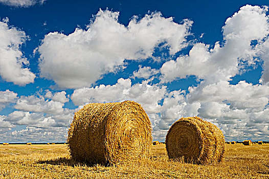 谷物,稻草,残梗地,天空,积云,积雨云,形态,靠近,曼尼托巴,加拿大