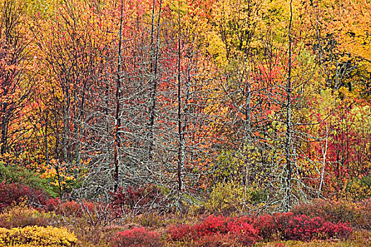 缅因,阿卡迪亚国家公园,秋叶,蓝色,浆果,灌木丛,树,空,枝条