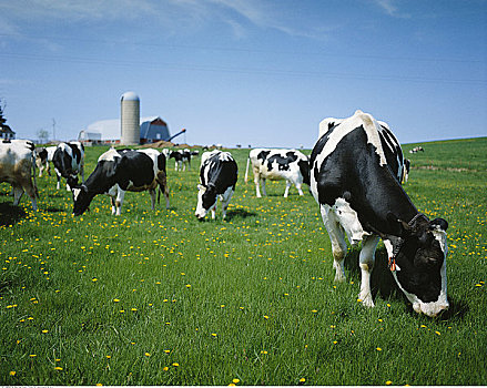 母牛,放牧,地点,新斯科舍省,加拿大