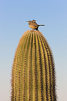 仙人掌,鹪鹩,一对,坐,树形仙人掌,巨人柱仙人掌,萨瓜罗国家公园,亚利桑那