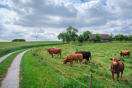 乡村,风景,母牛,厩
