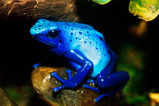 南美,蓝色,毒物,箭头,青蛙,雨林,地面